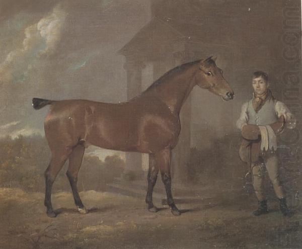 The Racehorse 'Woodpecker' in a stall, David Dalby